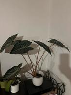 Alocasia amazonica - olifantsoor, Ophalen