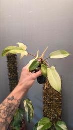 Philodendron florida ghost, Huis en Inrichting, Kamerplanten, Ophalen of Verzenden