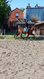 PRE ruin van 13j met peesblessure als weidemaatje., Dieren en Toebehoren, Paarden, Minder dan 160 cm, B, Gechipt, Ruin
