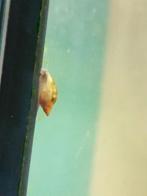 Aquarium slakken / slakjes als voedsel, Dieren en Toebehoren