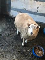 Texel schapenbok te koop 8maand oud, Dieren en Toebehoren