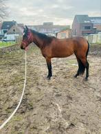 Mooie merrie te koop, Dieren en Toebehoren, Minder dan 160 cm, 0 tot 2 jaar, Onbeleerd, Recreatiepaard