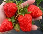 Aardbeien, aromatische sappige en vooral zoete soorten!, Zomer, Vaste plant, Fruitplanten, Ophalen of Verzenden
