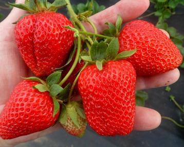 Aardbeien, aromatische sappige en vooral zoete soorten! 