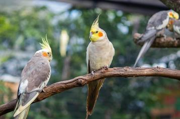 Nouveau foyer pour vos oiseaux  beschikbaar voor biedingen