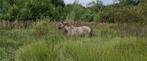 Recherche prairie, Dieren en Toebehoren, Stalling en Weidegang, Weidegang, 4 paarden of pony's of meer