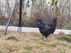 Zwarte jonge haan, Dieren en Toebehoren, Pluimvee, Mannelijk, Kip