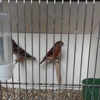 kruising kapoetsensijs x barmsijs, Ophalen