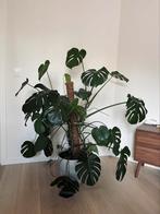 Monstera Deliciosa, Ophalen