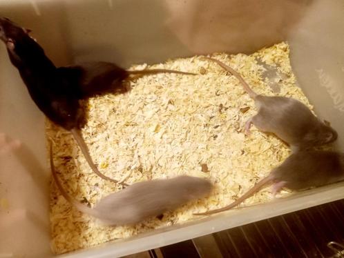 Knaagdieren, Dieren en Toebehoren, Knaagdieren, Meerdere dieren, Rat, Tam