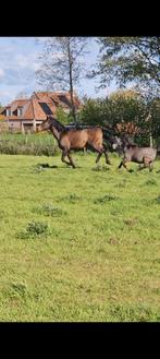 Super brave recreatie hengst te koop, Dieren en Toebehoren, Paarden, Zadelmak, Recreatiepaard, Hengst, 11 jaar of ouder