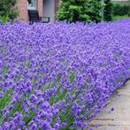 Lavendel, Ophalen of Verzenden, Vaste plant