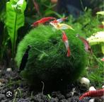 Mos, Dieren en Toebehoren, Vissen | Aquariumvissen