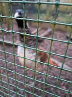 Jonge haan amherts fazant, Dieren en Toebehoren, Vogels | Overige Vogels