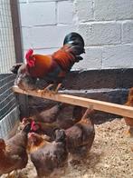 Welsumer broedeieren, Dieren en Toebehoren, Pluimvee