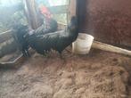 Ancona haan en Ayam Cemani haan, Dieren en Toebehoren, Pluimvee