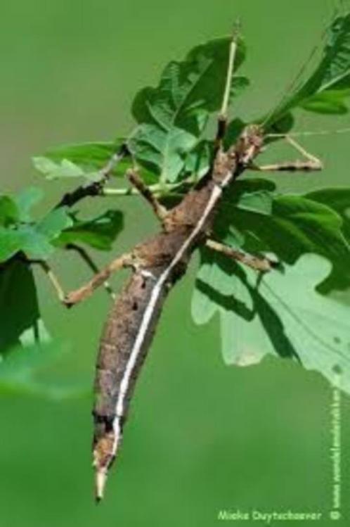 Gratis wandelende takken, Dieren en Toebehoren, Insecten en Spinnen, Wandelende tak