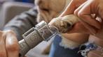 Dremel | elektrische nagelvijl voor honden en katten | Nieuw, Dremel, -, Verzenden, -