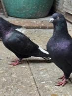 Mooie Afghaanse Duiven, Animaux & Accessoires, Oiseaux | Pigeons, Plusieurs animaux, Autres espèces