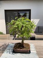 Bonsai Sorbus aucuparia, Ophalen, In pot