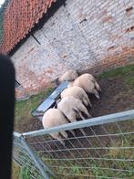 Bleu du maine boklammeren, Dieren en Toebehoren, Schapen, Geiten en Varkens