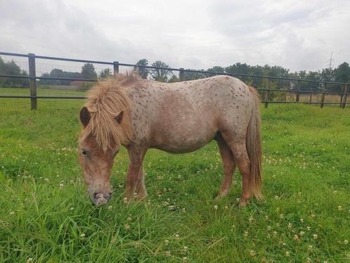 Mooie appaloosa leopard shetlander, Animaux & Accessoires, Poneys, Étalon, 0 à 2 ans