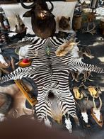 Taxidermie zebra vel ( 3 meter lang), Enlèvement ou Envoi
