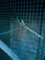 Valkparkieten, Dieren en Toebehoren