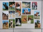 15 postkaarten + 1 foto : honden, Collections, Photos & Gravures, Photo, Envoi
