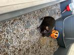 Cavia a donner, Dieren en Toebehoren, April, Mannelijk, Cavia