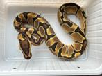 0.1 ball python - enchi fire, Dieren en Toebehoren, Slang, Tam, 0 tot 2 jaar