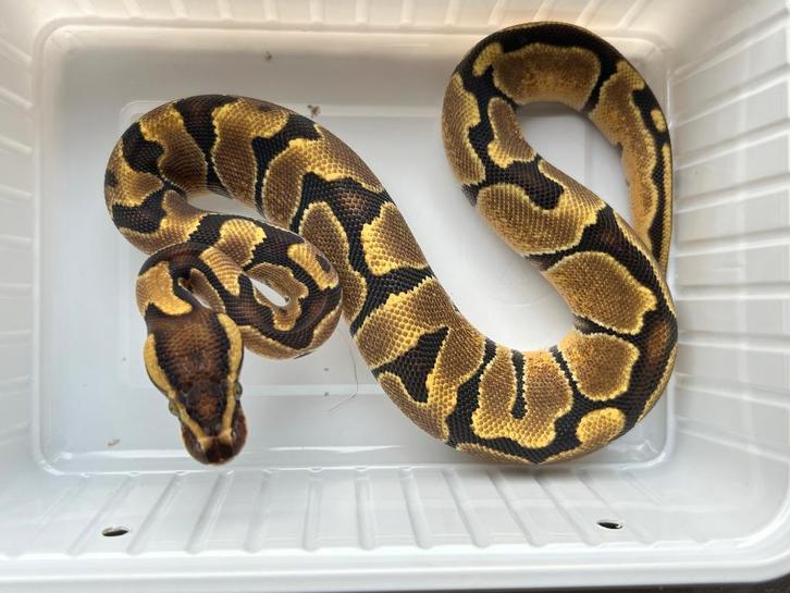 0.1 ball python - enchi fire, Dieren en Toebehoren, Reptielen en Amfibieën, Slang, 0 tot 2 jaar, Tam