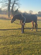 Super paard van 1.75, Avec pedigree, Hongre, Débourré, Cheval de récréation