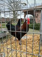 Dubbelgezoomde barnevelders, Dieren en Toebehoren, Pluimvee, Meerdere dieren, Kip