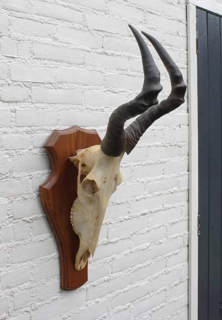 Schedel RED HARTEBEEST compleet met kiezen (ref. C), Verzamelen, Dierenverzamelingen, Gebruikt, Schedel, Wild dier, Ophalen of Verzenden