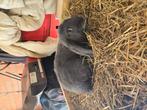 Franse hangoren, Dieren en Toebehoren