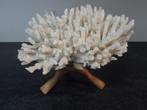 Uniek decoratief wit zeekoraal, Enlèvement