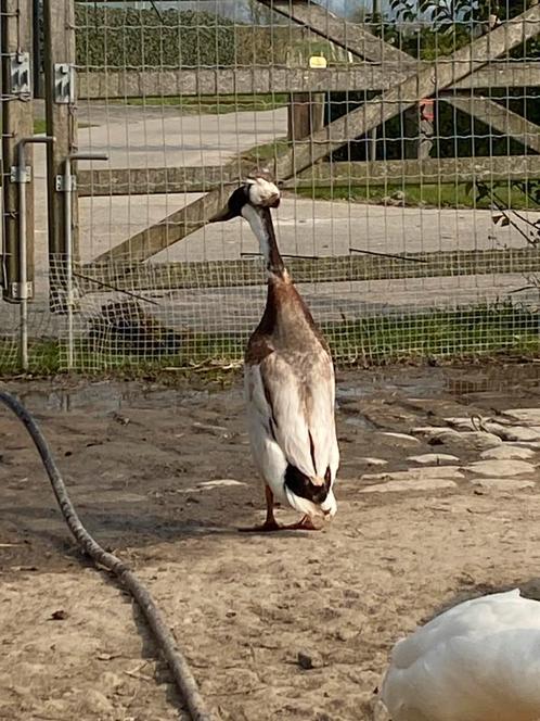 Broedeieren Indische loopeenden, Dieren en Toebehoren, Pluimvee, Eend, Geslacht onbekend