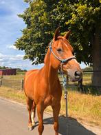 Lief knuffel/wandelpaardje, Gechipt, Ruin, M, 160 tot 165 cm