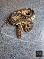 Python regius, Dieren en Toebehoren, Reptielen en Amfibieën, Slang, 0 tot 2 jaar
