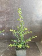 Ilex crenata convexa Pot 1.5L en P9, Jardin & Terrasse, Enlèvement, Houx, Arbuste, Moins de 100 cm