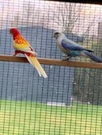 rosella's Parkieten, Dieren en Toebehoren, Vogels | Parkieten en Papegaaien, Meerdere dieren, Parkiet, Geringd