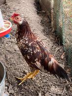 Gratis haan, Dieren en Toebehoren, Pluimvee