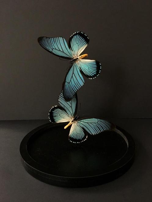 Prachtige vlucht van 2 exotische vlinders Zalmoxis Globe, Verzamelen, Dierenverzamelingen, Nieuw, Opgezet dier, Insect, Ophalen of Verzenden