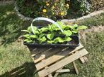 Tabaksplantjes, Tuin en Terras, Ophalen