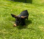 Super lieve ruwharige dwergteckel pups in huis grootgebracht, Dieren en Toebehoren, Honden | Teckels en Dashonden, België, Fokker | Hobbymatig