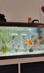 Aquarium Juwel 60L, Dieren en Toebehoren, Zo goed als nieuw, Ophalen