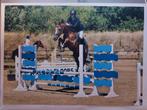 Springpaard te koop