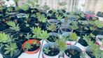 Lupine plantjes, Jardin & Terrasse, Plantes | Jardin, Enlèvement ou Envoi