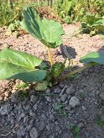 Rabarberplanten uit volle grond, Ophalen